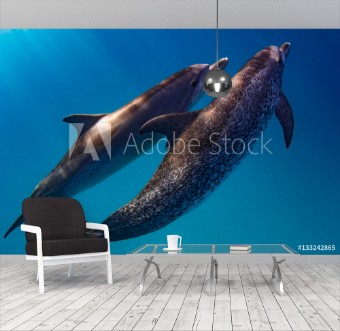 Bild på Atlantic Spotted Dolphins